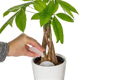 watering money tree plants